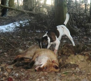 Hunting and Bloodtracking Champion Järvsöstigens Qvick