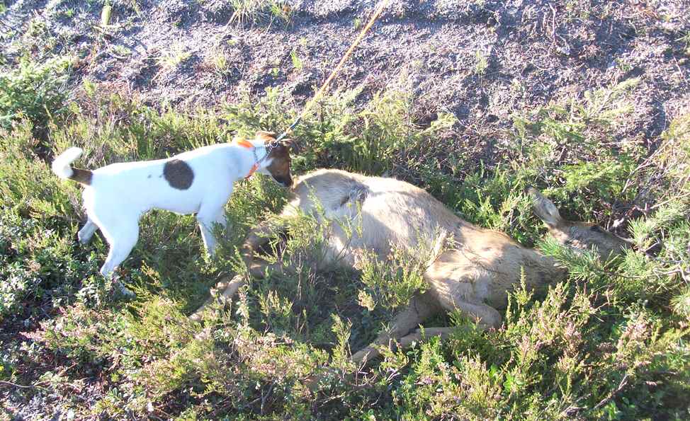 Eftersök på rådjur i Njurunda