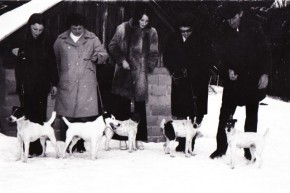 Från höger till vänster: Sessan, Jocky, Sickan, Frille, Prick. Alla bodde på kenneln